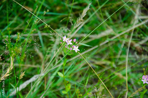 Small pink flowers blooming in the forest. © Halyna Dobrianska