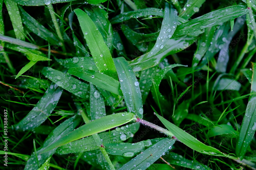 rain drops on a grass rain drops on a grass