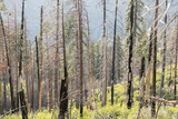 burned trees in Yosemite national park