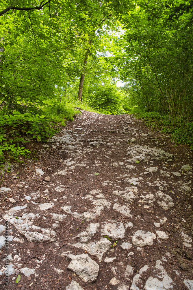 Fototapeta premium steiniger Trampelpfad durch sommerlichen Buchenwald