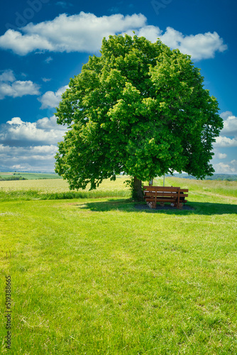 Linde in sommerlicher Landschaft bewölkter Himmel