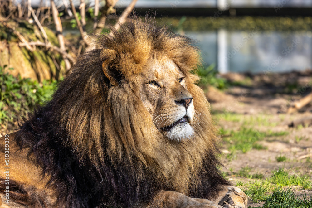 The lion, Panthera leo is one of the four big cats in the genus Panthera