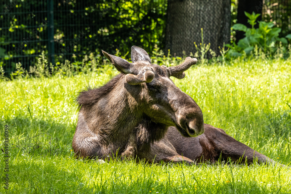 European Moose, Alces alces, also known as the elk European Moose, Alces alces, also known as the elk