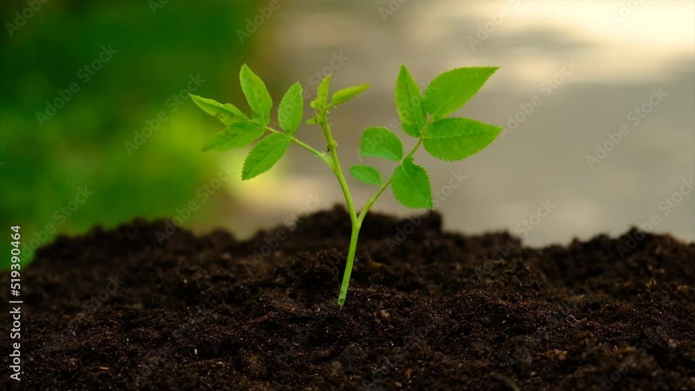 A small plant grows in the soil. Selective focus. A small plant grows in the soil. Selective focus.