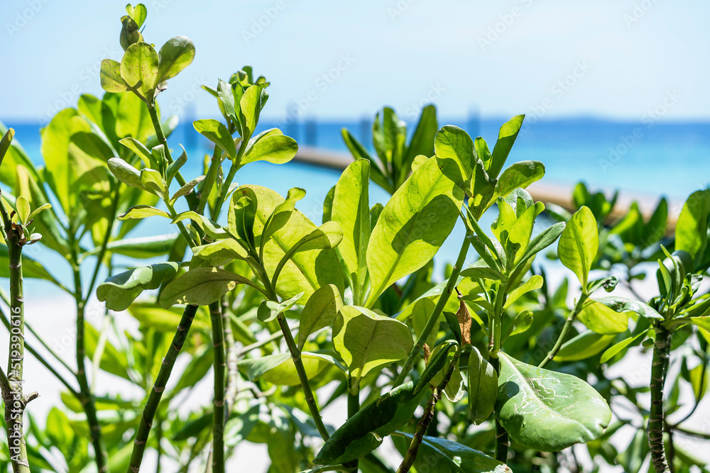 Selective focus on green leaf with tropical sea background. Refreshing summer green background with exotic tropical leaves with sunlight on ocean. Summer vacations background concept