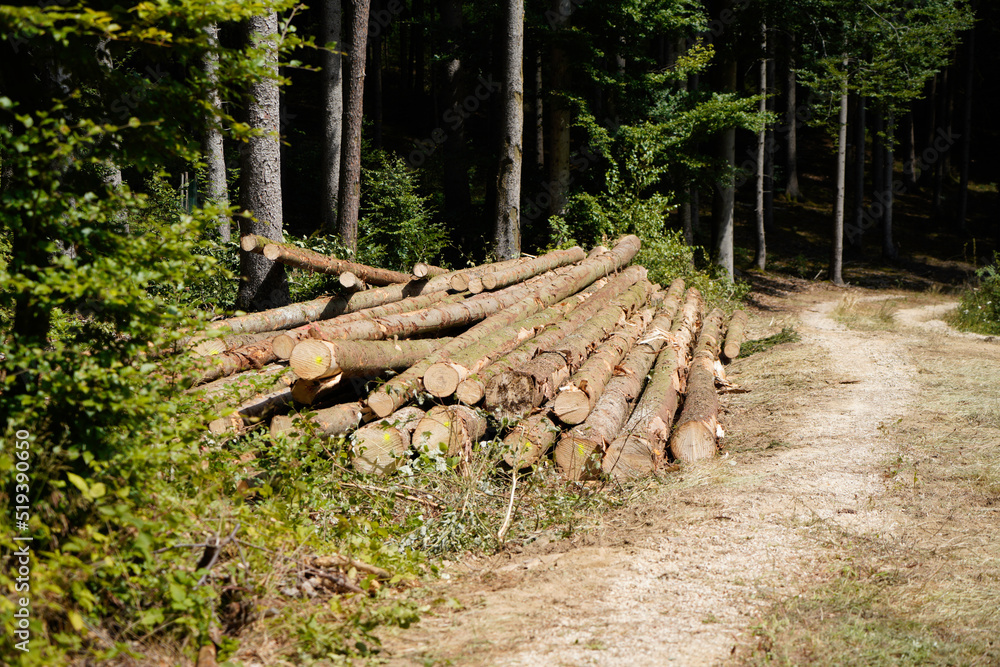Deforestation of our forests leads to more climate catastrophes plus forest dieback Deforestation of our forests leads to more climate catastrophes plus forest dieback