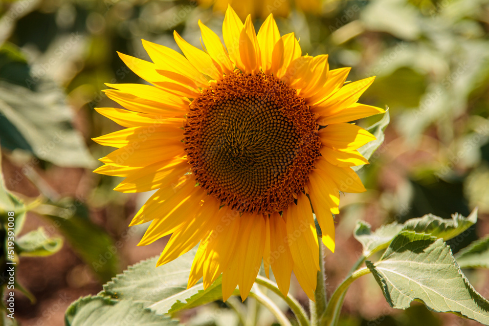 Fototapeta premium sunflower in the field