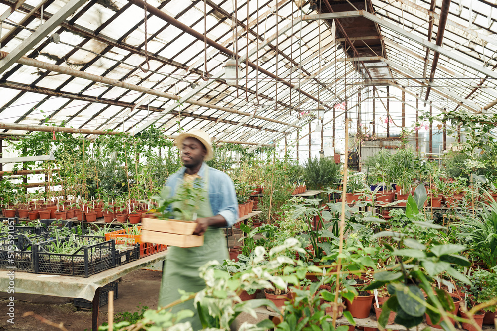 Obraz premium Young Black man wearing apron and hat working in greenhouse carrying wooden box with young plants