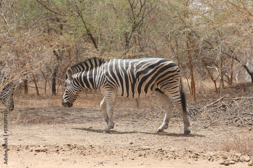 Wild zebra (hippotigris) in Bandia reserve, Senegal, Africa. African animal. Safari in Africa. Plains zebra (equus quagga, formerly equus burchellii), common zebra, portrait. African safari, nature Wild zebra (hippotigris) in Bandia reserve, Senegal, Africa. African animal. Safari in Africa. Plains zebra (equus quagga, formerly equus burchellii), common zebra, portrait. African safari, nature
