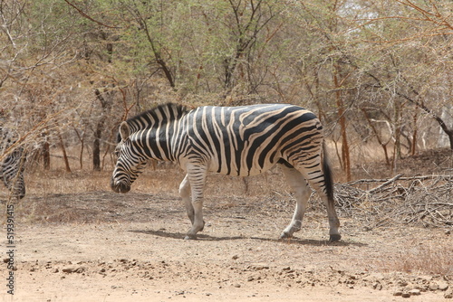Wild zebra  hippotigris  in Bandia reserve  Senegal  Africa. African animal. Safari in Africa. Plains zebra  equus quagga  formerly equus burchellii   common zebra  portrait. African safari  nature