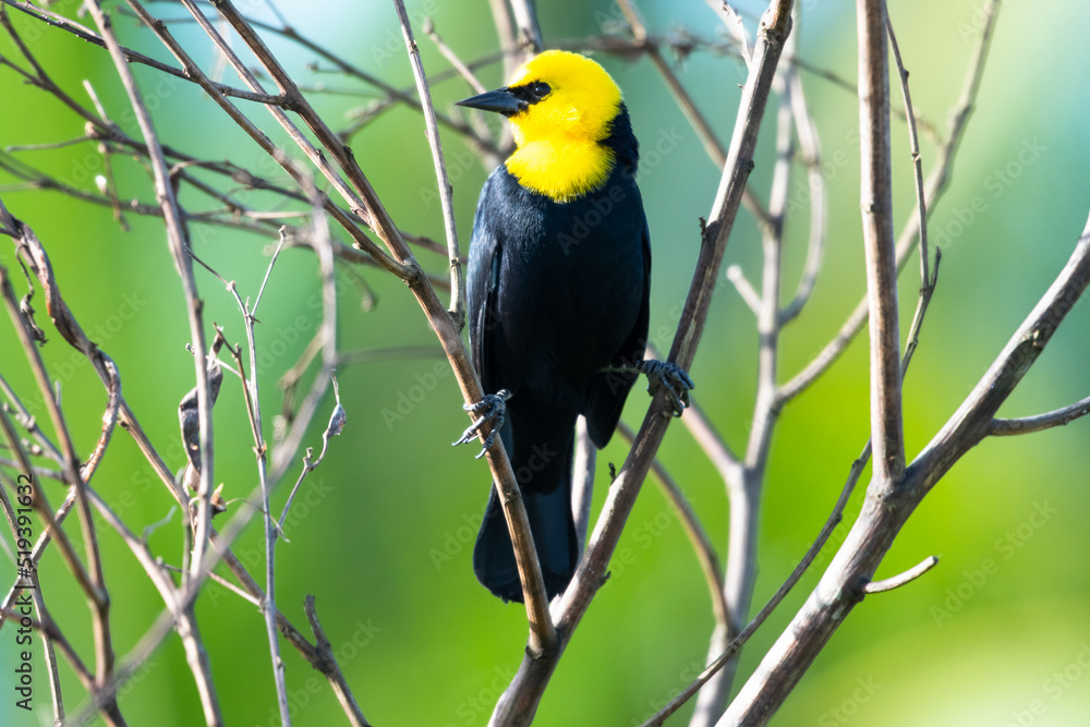 Yellow-headed Blackbird, Chrysomus icterocephalus, perched in dry branches in morning sunlight. Yellow-headed Blackbird, Chrysomus icterocephalus, perched in dry branches in morning sunlight.