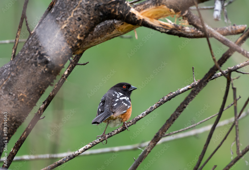Spotted Towhee, Pipilo maculatus, bird perched on a branch in the forest foraging for food. Spotted Towhee, Pipilo maculatus, bird perched on a branch in the forest foraging for food.
