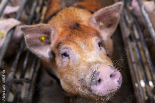 An adult black-brown boar stands in a corral and looks at the camera at an industrial farm among pigs © andrewsh.ca
