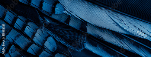 Fotografia blue and black jay feathers. background or texture