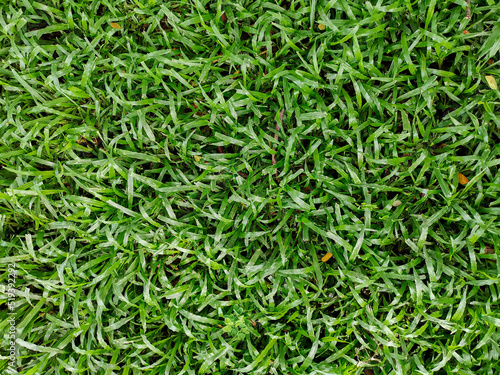 Green artificial grass natural background