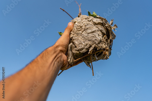 Hand holding wasp nest with blue sky