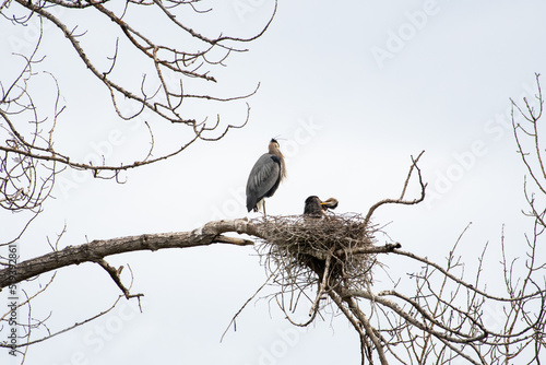 Great Blue Heron, Ardea Herodias, mother and baby bird in nest preening