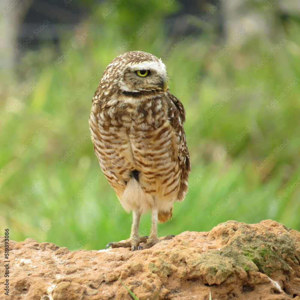 horned owl horned owl