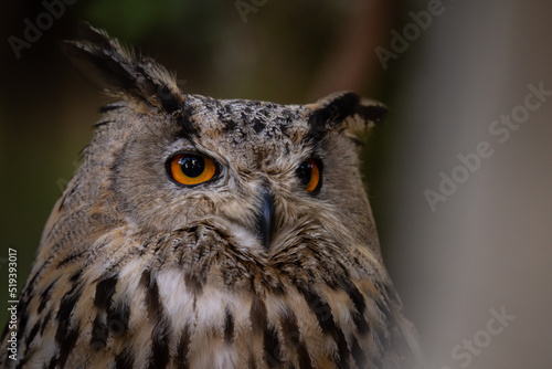 Eagle Owl (Bubo bubo) also known by (Bufo-real) close-up portrait of this domestic hunting bird, resting at the hunter tent.