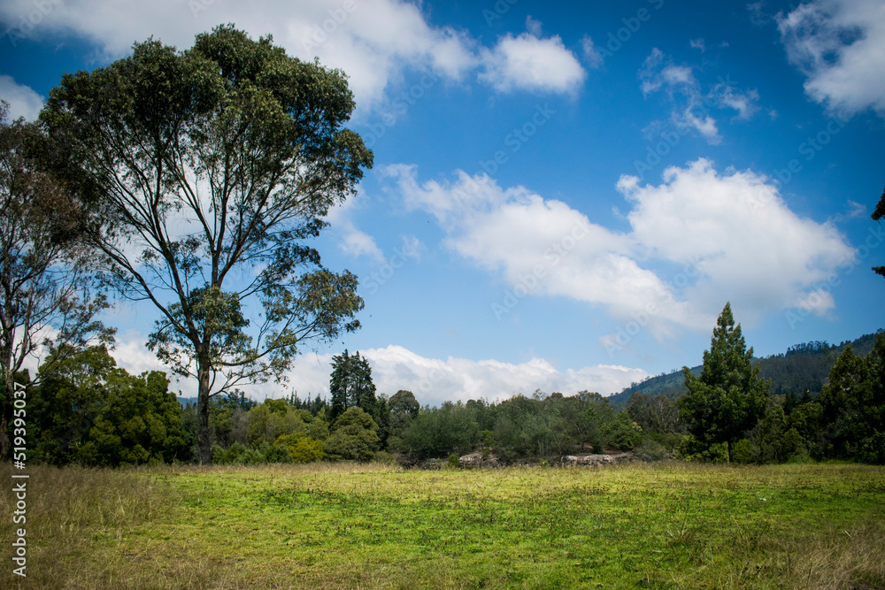 trees in the field and sky