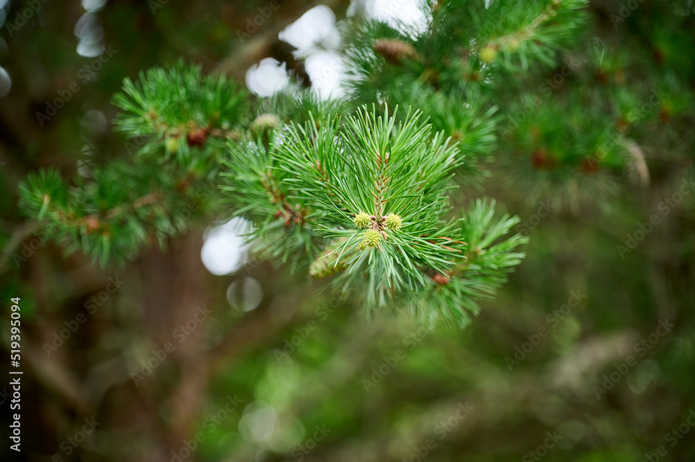a close up of a pine tree branch a close up of a pine tree branch