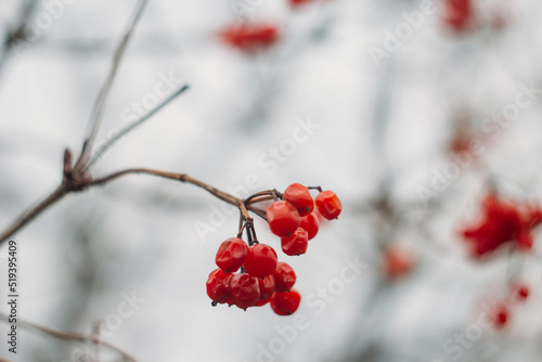 Bright red bunches of viburnum on a branch in late autumn. Useful sour berry for treatment. Sampling focus