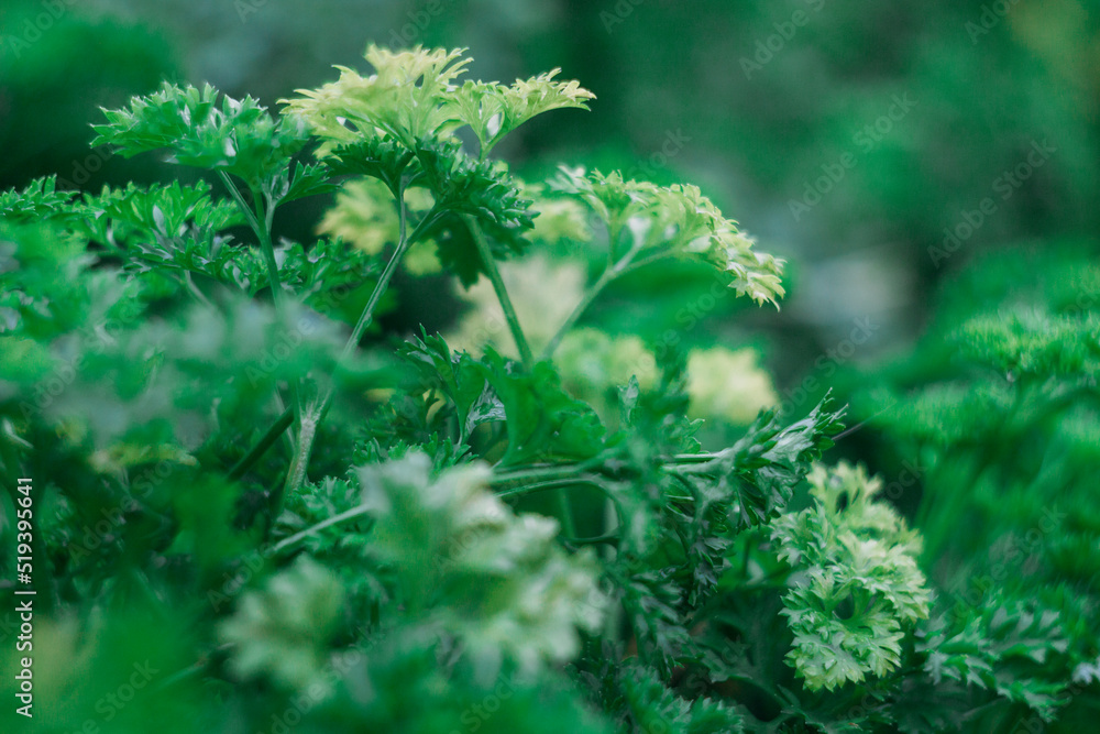 Fresh green curly parsley after the rain. Greenery in the garden. Selective focus Fresh green curly parsley after the rain. Greenery in the garden. Selective focus