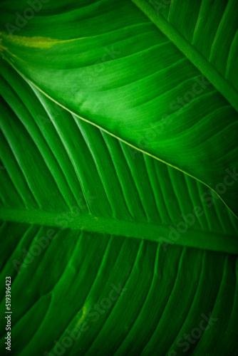 abstract green leaves texture  nature background