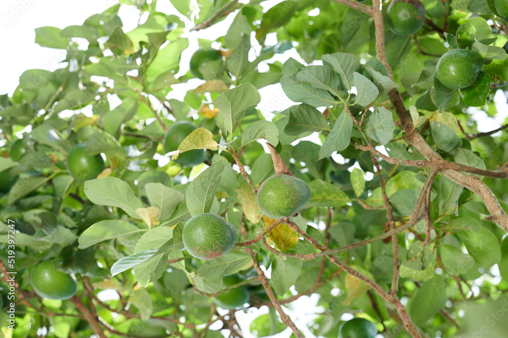 Avocado fruit and tree background