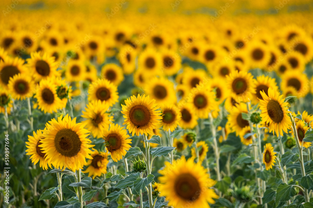 Sunflowers growing in a filed during a summer day. Sunflowers growing in a filed during a summer day.