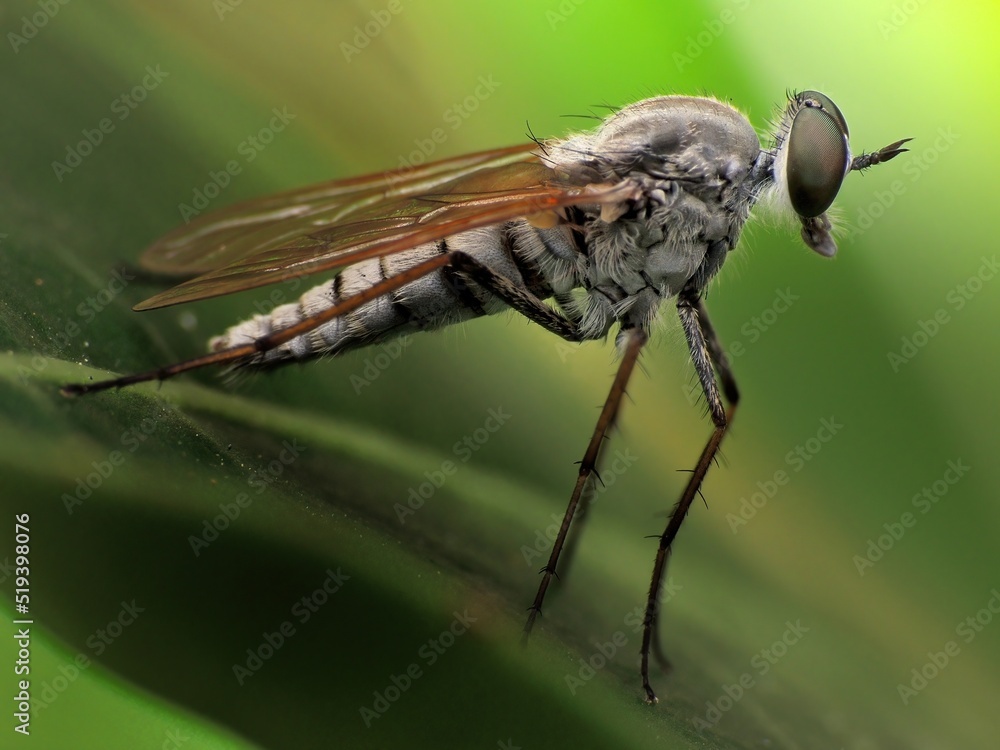 close-up of robber fly on leaf close-up of robber fly on leaf