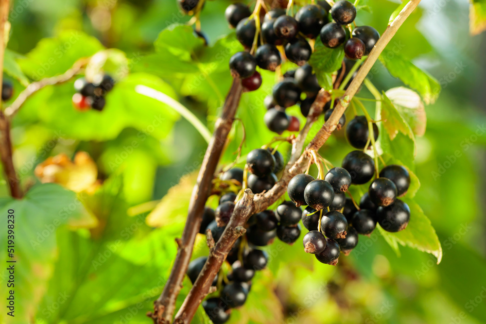 Ripe black currant on a branch in the garden. Ripe black currant on a branch in the garden.