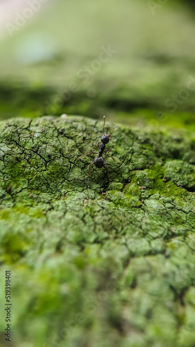 black ant on a tree © JihanFahri