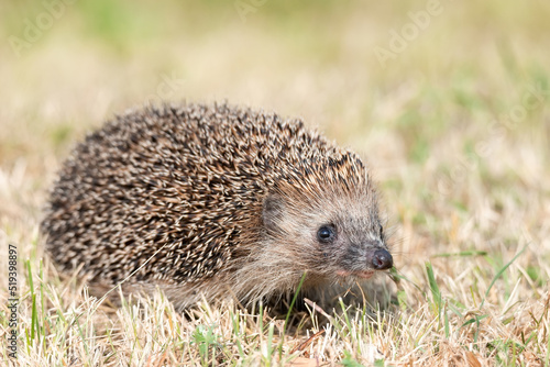 little cute hedgehog in the garden in the green grass.