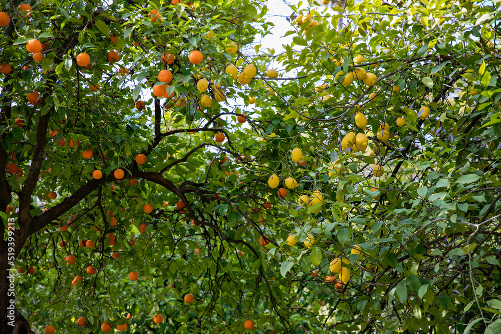 Orange and lemon tree with fruits on its branches, Andalucia, Spain. Seville.