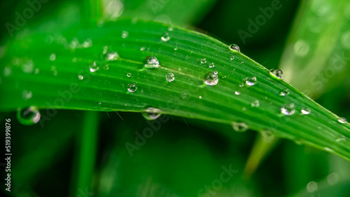 dew on the leaves after rain