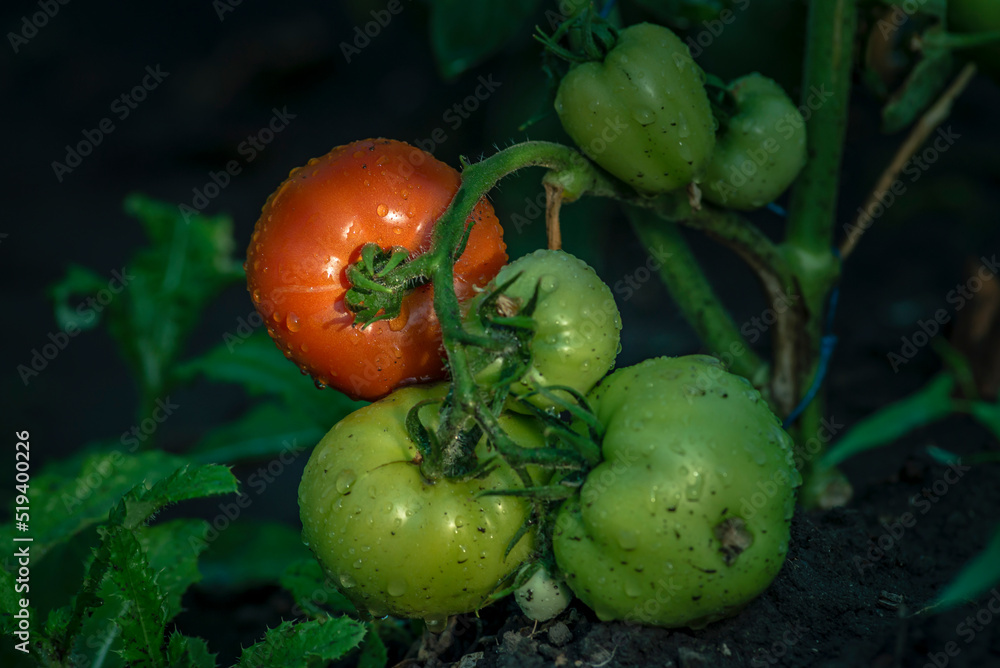 Fototapeta premium Beautiful red ripe unripe cluster heirloom tomatoes grown in a greenhouse. Gardening tomato copy space. Shallow depth of field after irrigation harvest harvest.