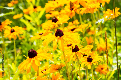 black eyed susan in botancal garden
