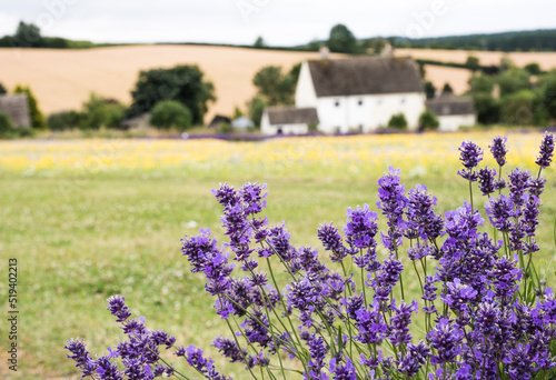 Cotswold Lavender & Wild Flower Meadows At Snowshill, Worcestershire