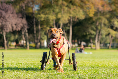 Handicapped dog in wheelchair at a park