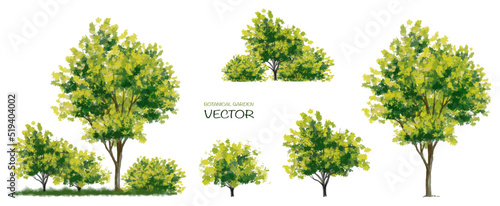 Vector watercolor of tree side view isolated on white background for landscape and architecture drawing, elements for environment and garden, painting botanical for section photo