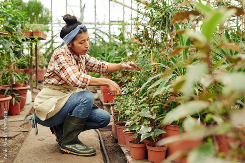 Young woman wearing apron and rubber boots working in greenhouse cutting plants using garden shears