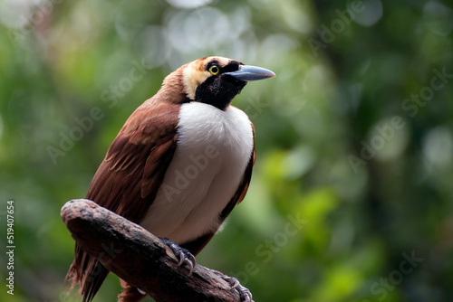 Cendrawasih bird perched on a branch in a tree, Indonesia photo