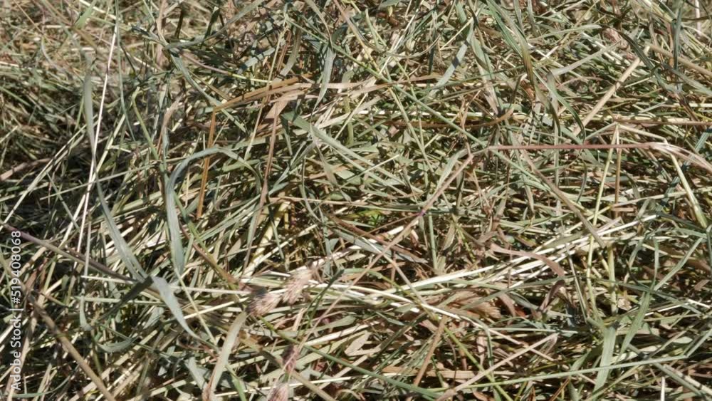 Cut dried hay grass in farmer field Cut dried hay grass in farmer field
