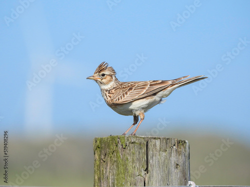 Eurasian Skylark Perched on Fence Post