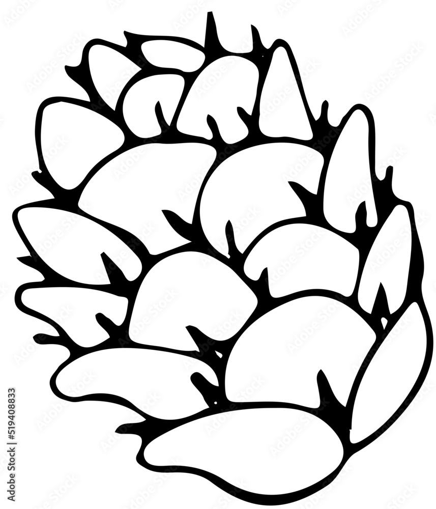 Fototapeta premium polskie drzewa iglaste line art modrzew owoc