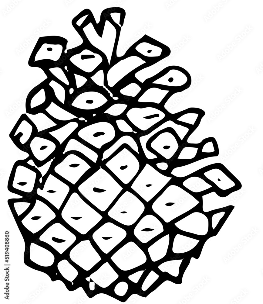 polskie drzewa iglaste line art sosna owoc polskie drzewa iglaste line art sosna owoc