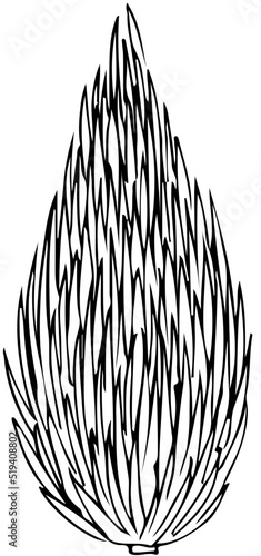 polskie drzewa iglaste line art cis drzewo