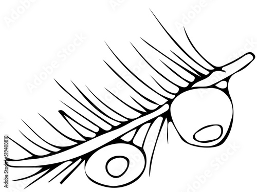 polskie drzewa iglaste line art cis owoc