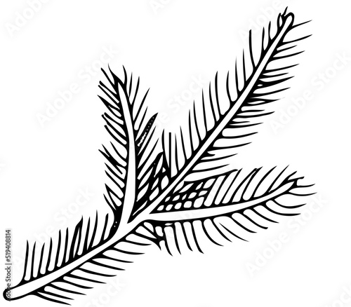 polskie drzewa iglaste line art jodła liść